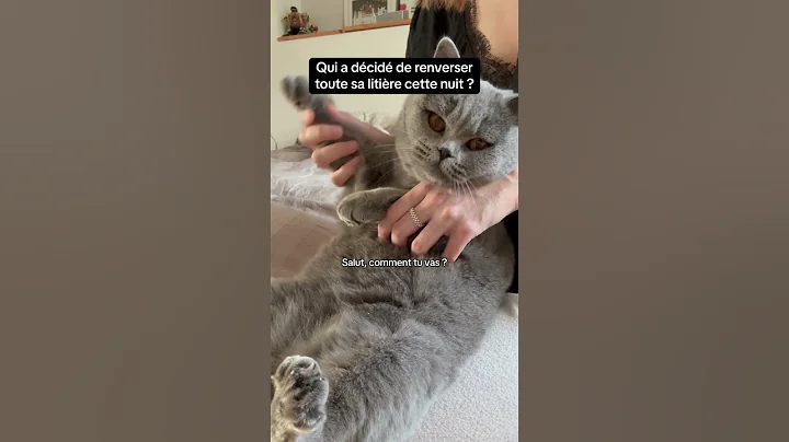 Watch the video about #cat #chatstory #chat #chatfam #catofyoutube #cute #funny #catlover #humour #britishshorthair