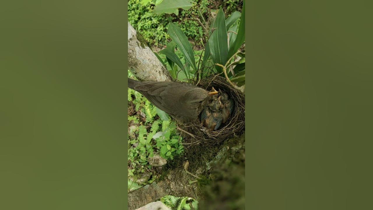 birds kids - YouTube