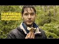 Finding and Foraging Chanterelle Mushrooms