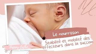 Le Nourrisson Stabilité Et Mobilité Des Effecteurs Dans La Succion