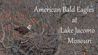 American Bald Eagles at Lake Jacomo Missouri - parent/male/J2 - feeding eaglets - by Dennis Schuller jr 93 views 1 month ago 17 minutes
