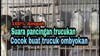 Pancingan trucuk ombyokan biar cepat bunyi