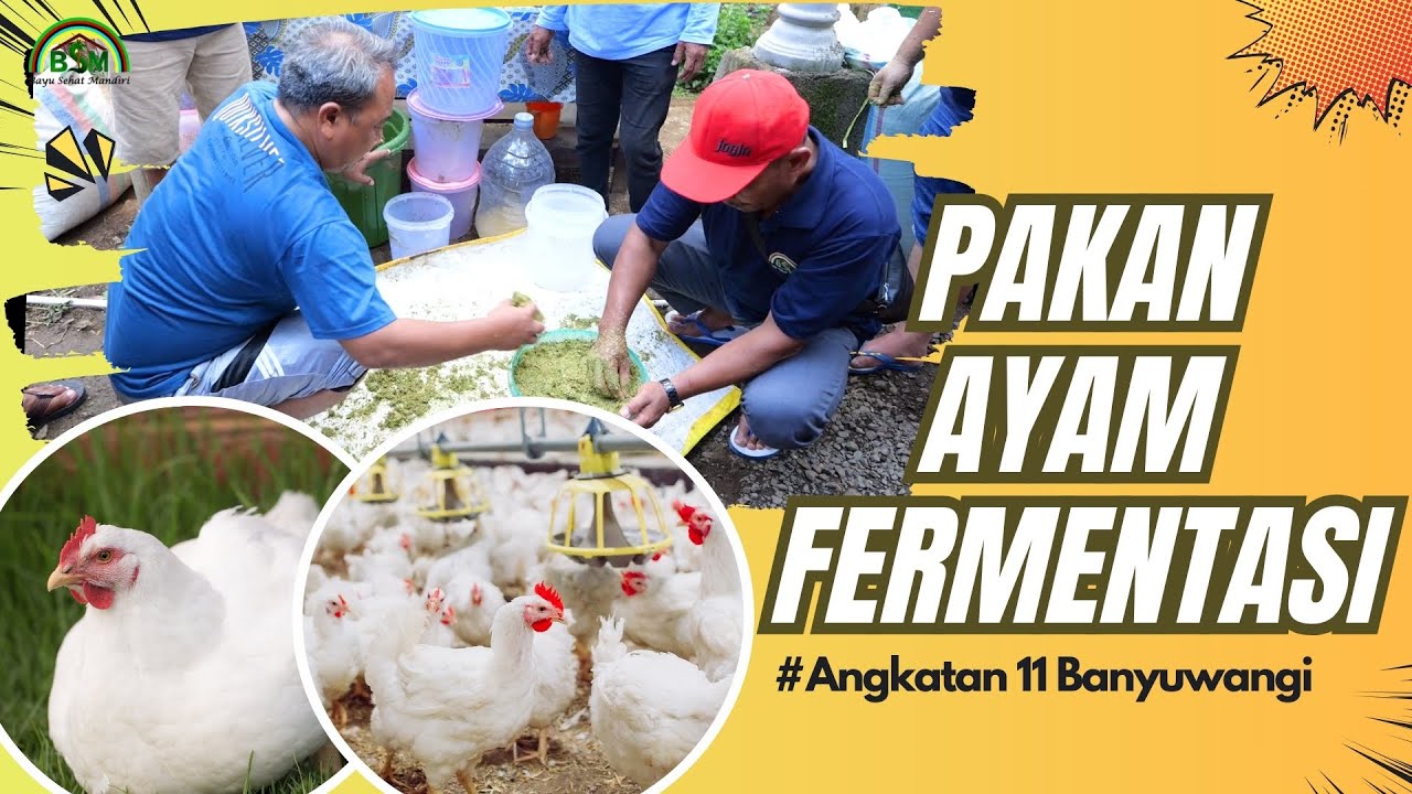 PRAKTEK MEMBUAT PAKAN AYAM FERMENTASI  #B11 BANYUWANGI