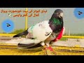 Bazi wale teddy kabutar ki landing  very beautiful flight  gujrat pigeon sport