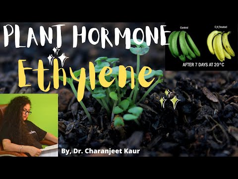 Plant Hormone | Ethylene | Biosynthesis | Signaling  | Functions || Dr . Charanjeet Kaur