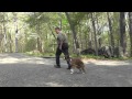 Winston Salem Dog Training | Boxer Puppy Training | Lucy