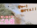 ご飯を終えてごろ寝したら 勢い余って焦るうさぎw