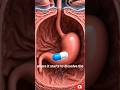 What Happens Inside Your Body When You Take Antibiotics? 💊🦠#shorts #facts #science