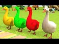 Download Lagu Anak bebek lucu berenang