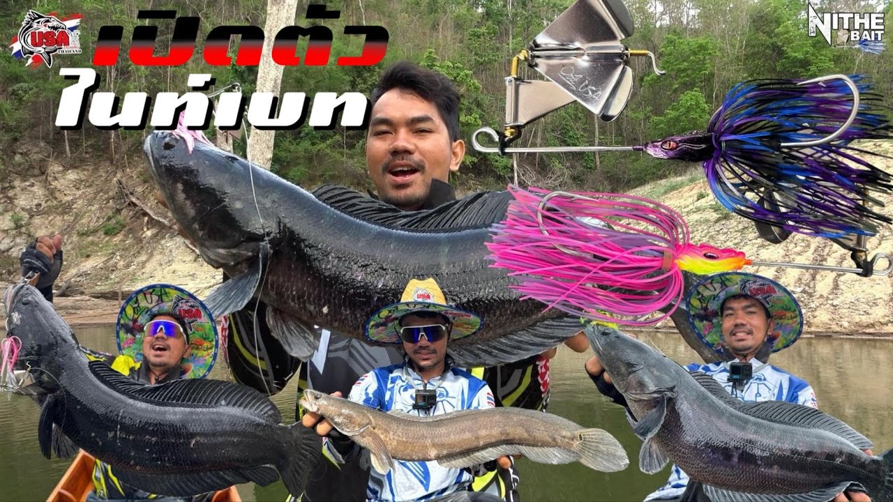 ตกชะโด เขื่อนศรี ใช้ไนท์เบท ปลาดำกัดโหดทุกตัว