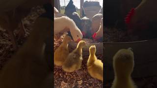 Harriet the Goose teaching her babies how to adult #gosling #goslings #goose #geese