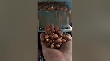 High capacity nut shell separator machine/almond and walnut separator