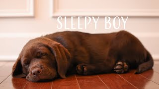 Our Chocolate Lab Puppy Loves to Nap! // Checking in with Mars by Vika 1,355 views 3 months ago 2 minutes, 11 seconds