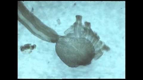 The squid and its giant nerve fibre Part 1