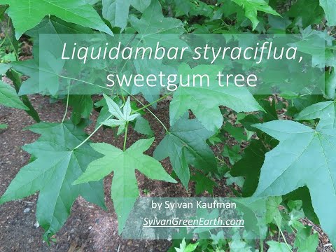 Video: Istočni Liquidambar