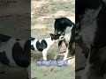 Happy moment😍 #doglover #funny