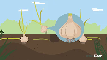 Wie wird Knoblauch eingepflanzt?