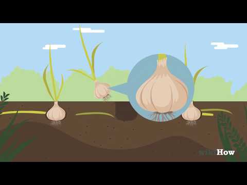 Video: Brunnenkresse anbauen (mit Bildern)