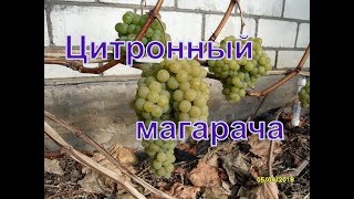 Виноград Цитронный Магарача Описание Сорта Фото