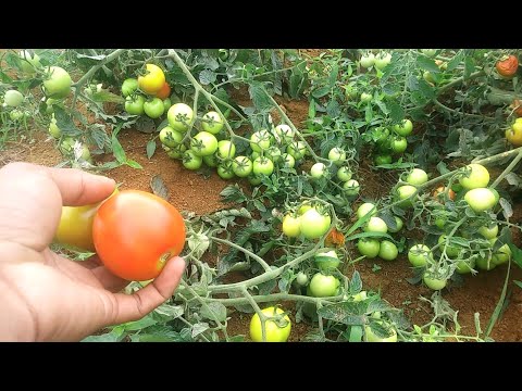 Video: Mga Multi-kulay Na Kamatis - Mga Pagkakaiba-iba At Tampok