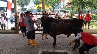 Ngeri! Sapi Ngamuk Seruduk Tukang Jagal