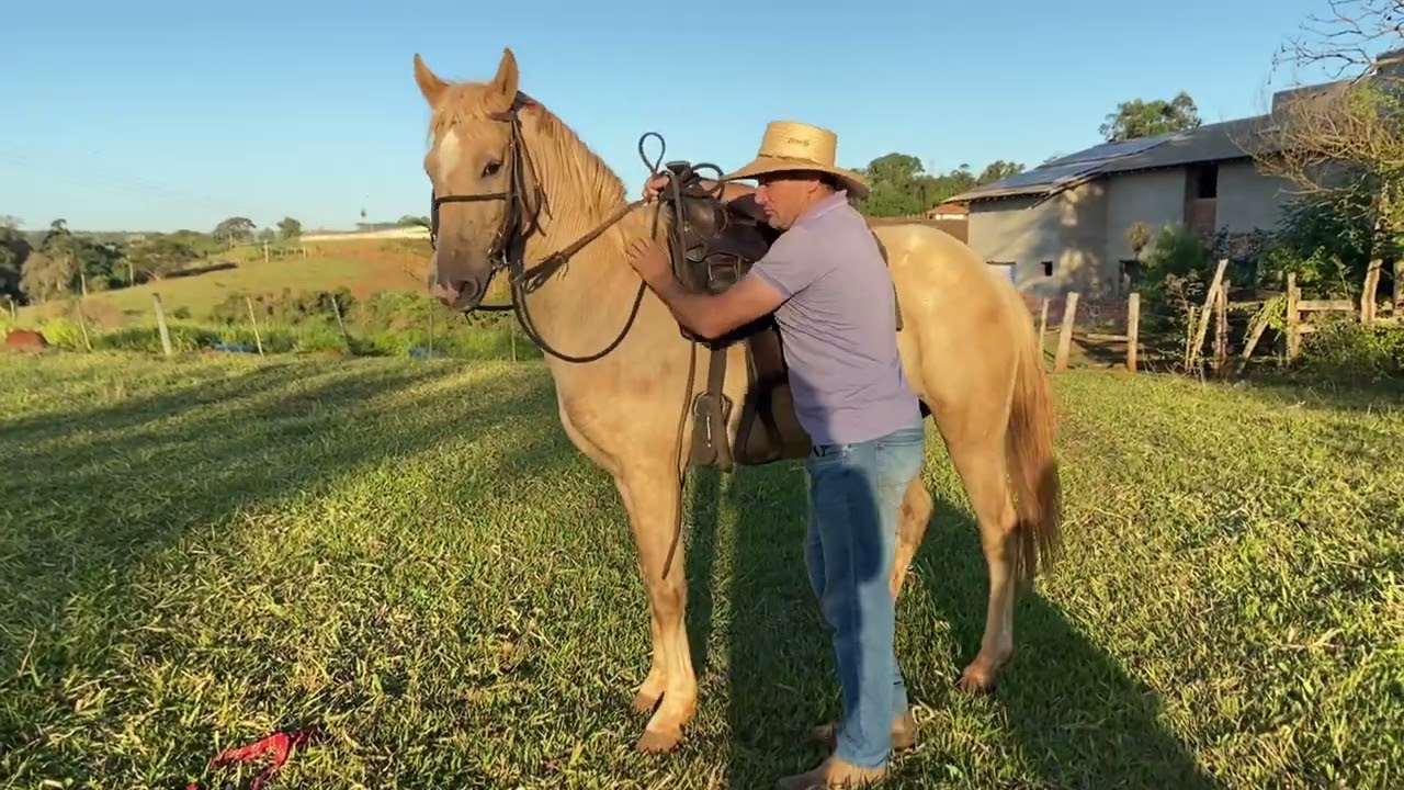 FAÇA ISSO COM SEU CAVALO QUE ESTÁ A MUITO TEMPO SEM MONTAR