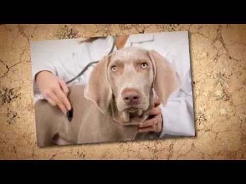 Vet Tech Schools