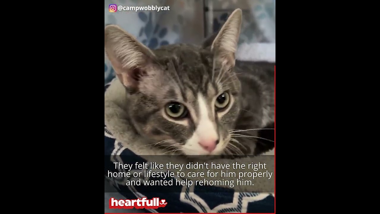 Meet Arrow! 🐾 The Cat with Cerebellar Hypoplasia that's Looking for a