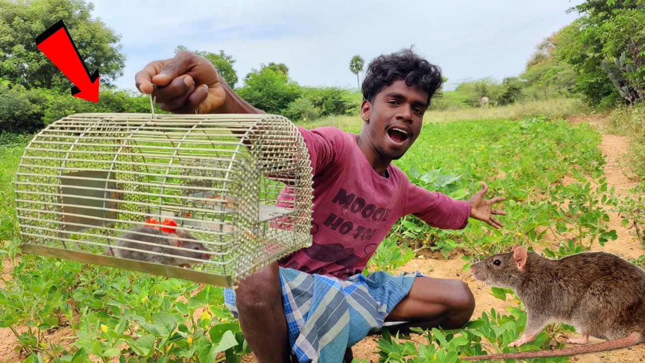 Amazing rat catching trap🐀 கடலை காட்டுல பொறி வச்சி எலி பிடிக்க போறே ...