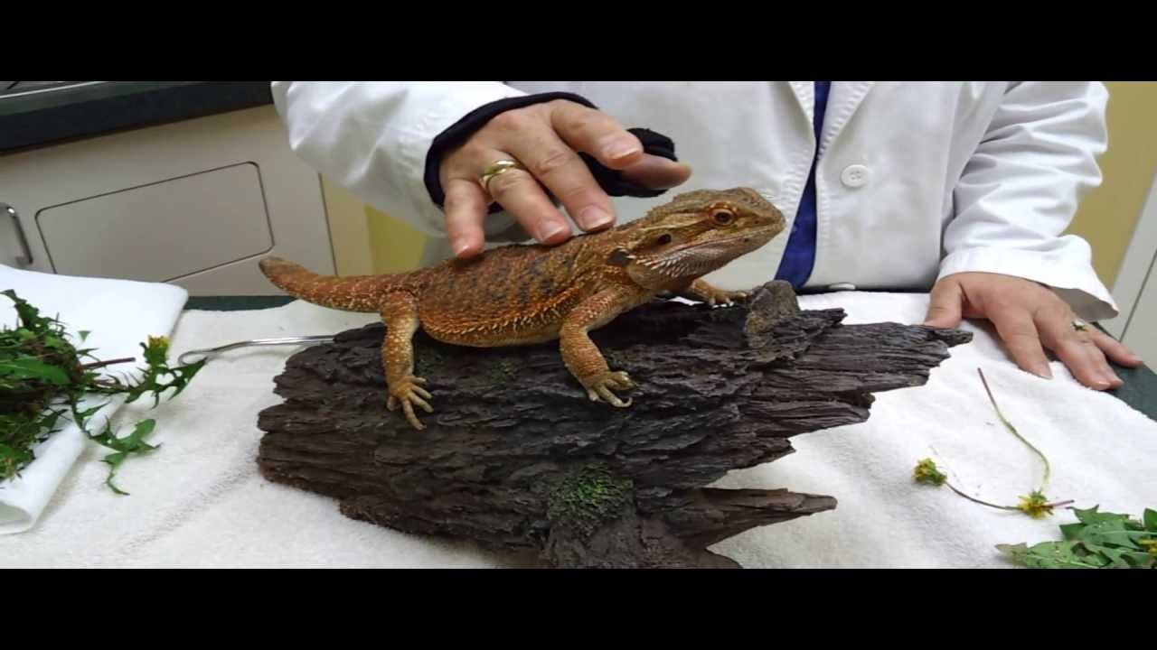 reptile animal hospital