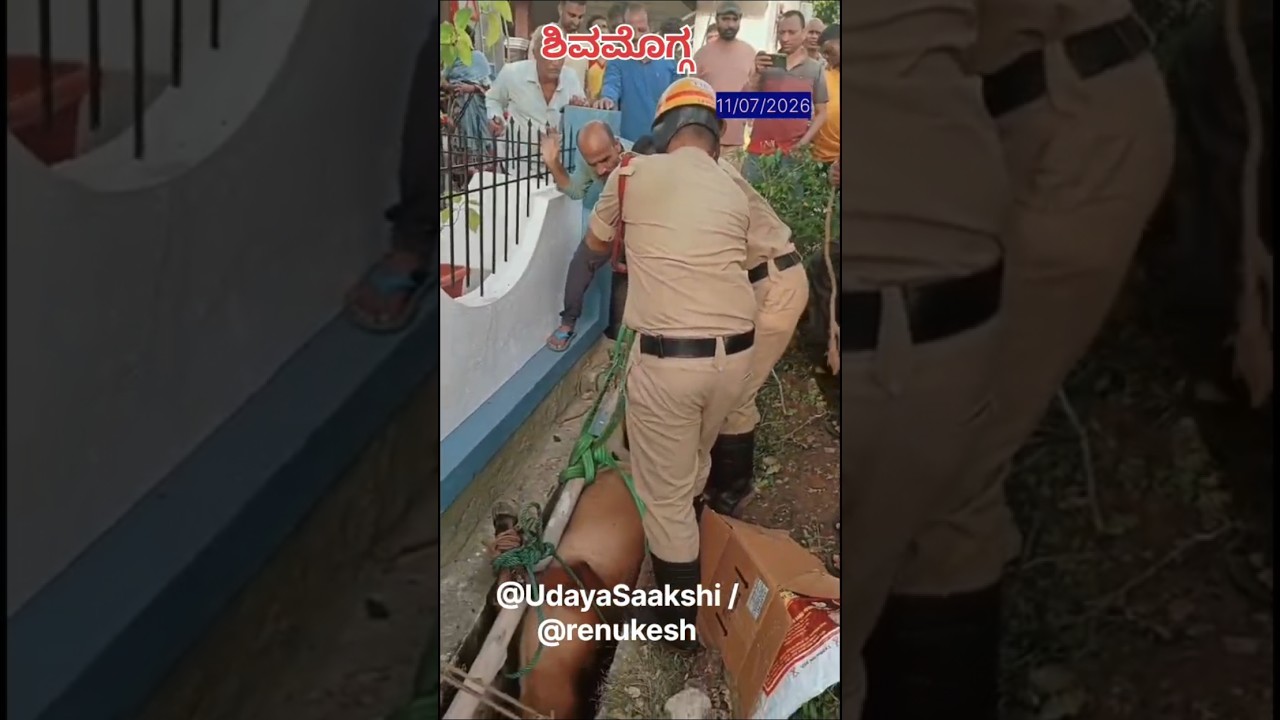 ಶಿವಮೊಗ್ಗ : 11/07/2026 ರಂದು ಚರಂಡಿಯಲ್ಲಿ ಸಿಲುಕಿಬಿದ್ದ ಹಸು ರಕ್ಷಿಸಿದ ಅಗ್ನಿಶಾಮಕ ದಳ... #shimoga #shivamogga