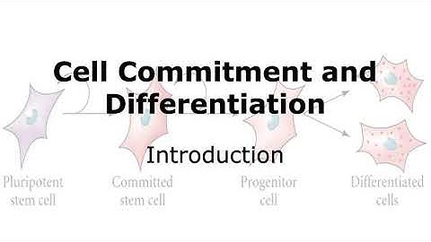 Cell Commitment and Differentiation in Development: An Introduction