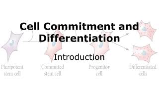 Cell Commitment and Differentiation in Development: An Introduction