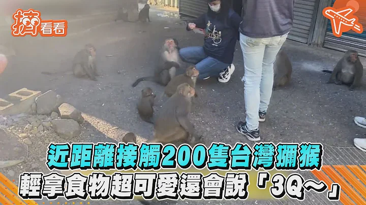 近距离接触200只台湾猕猴　轻拿食物超可爱还会说“3Q～”｜TVBS新闻｜挤看看 - 天天要闻