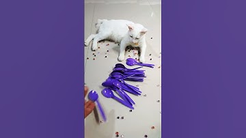 Cat Barsik Beads 🪞🏮Spoon🏮🪞 Reverse Video#cat #reverse #usa