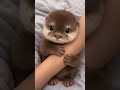 Cute Baby AnimalsFilm with Peaceful Relaxing Music andAnimals Video Ultra HDAnimals 4K, Wildlife