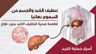 تنظيف الكبد والجسم من السموم نهائيا: أطعمة صحية لتنظيف الكبد بدون علاج