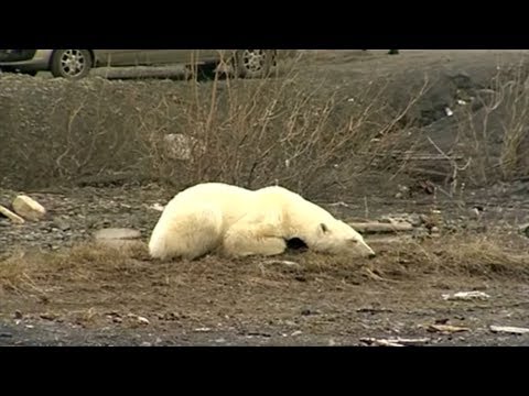 Video: Eisbär Sucht Aufgrund Des Klimawandels Nach Nahrung In Der Stadt