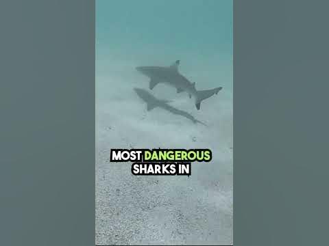 Meet the Bull Shark🦈🌊The Only Shark That Can Swim in Freshwater #