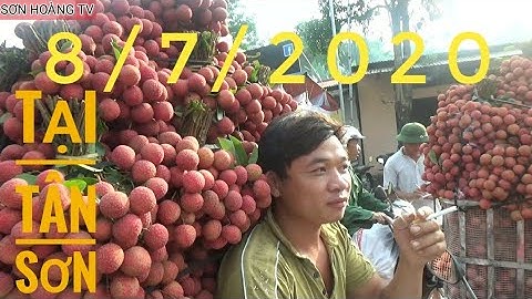 Cập Nhật Giá Vải Thiều Lục Ngạn 8/7/2020 tại xã Tân Sơn (Luc Ngan litchi II sơn hoàng tv