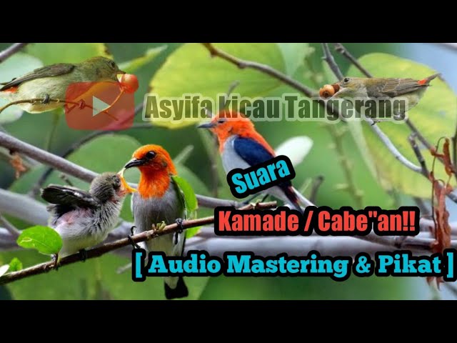 Suara KAMADE / CABE-CABEAN || cocok untuk Mastering & Pancingan!!!! class=