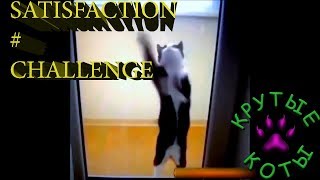 КЛИП В ПОДДЕРЖКУ УЛЬЯНОВСКИХ КУРСАНТОВ SATISFACTION CHALLENGE СМЕШНЫЕ КОТЫ  ПЕРЕЗАЛИВ