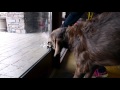 Potty Bell Training | Positive Pets Potty Bell Training | Positive Pets