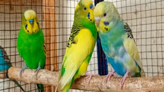 9 hr Budgie Sounds for Lonely Budgies To make Them Happy by Beel Pet Budgie Sounds  785 views 2 weeks ago 9 hours, 5 minutes