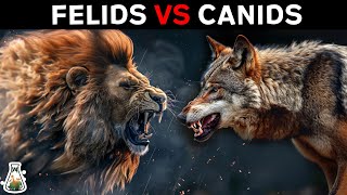 Why Are Felines Stronger Than Canids?