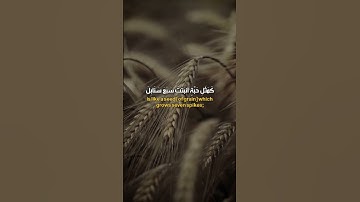مَّثَلُ الَّذِينَ يُنفِقُونَ أَمْوَالَهُمْ فِي سَبِيلِ اللَّهِ #احمد_العجمي #سورة_البقرة