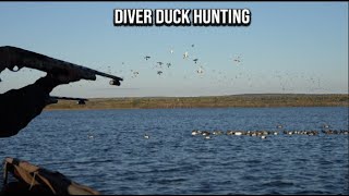 DIVER DUCK Hunt (Huge FLOCKS)