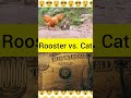 The fight of the cat and the rooster, a new martial art of animals, to the hit of Dr. Alban.