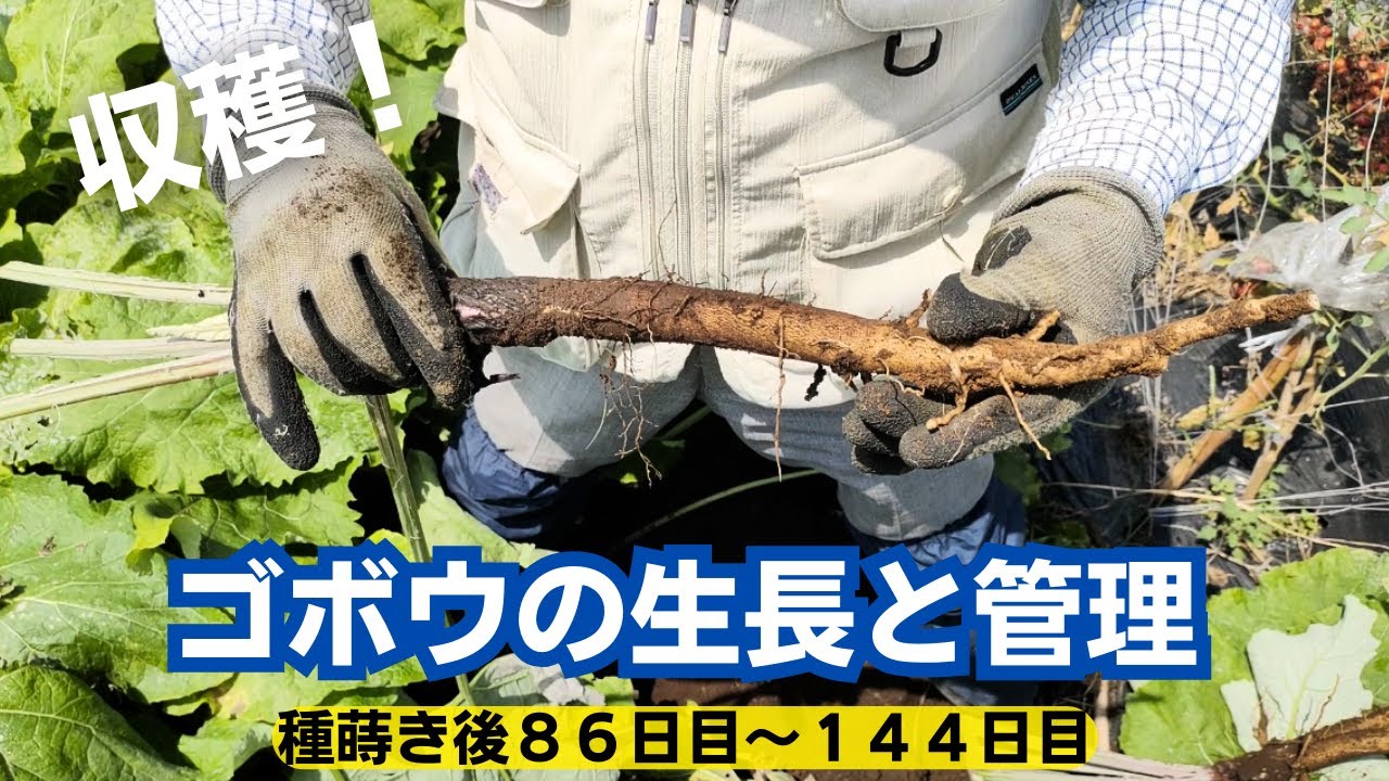 ゴボウの生長と管理【後編】【収穫】2023年6月24日　7月9日　7月23日　8月21日