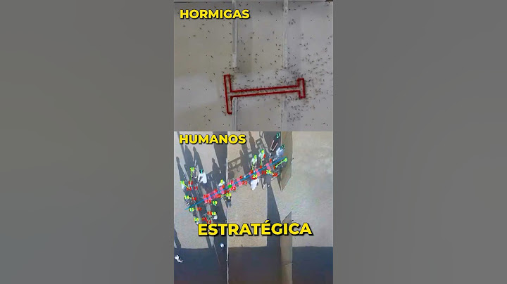 Hormigas va humanos